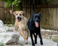 Reunited Female Dog last seen Fm 1314, Porter, TX 77365