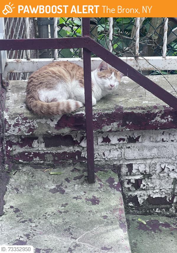 Found/Stray Unknown Cat last seen 172nd Street, The Bronx, NY 10472