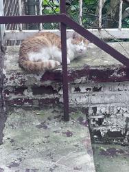 Found/Stray Unknown Cat last seen 172nd Street, The Bronx, NY 10472