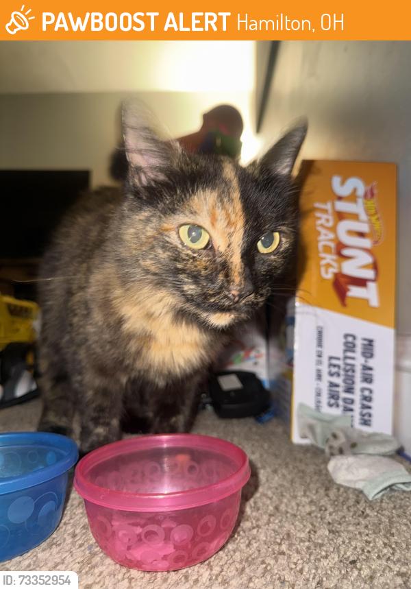Found/Stray Unknown Cat last seen Parkamo Ave, Hamilton, OH 45011