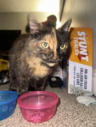 Found/Stray Unknown Cat last seen Parkamo Ave, Hamilton, OH 45011