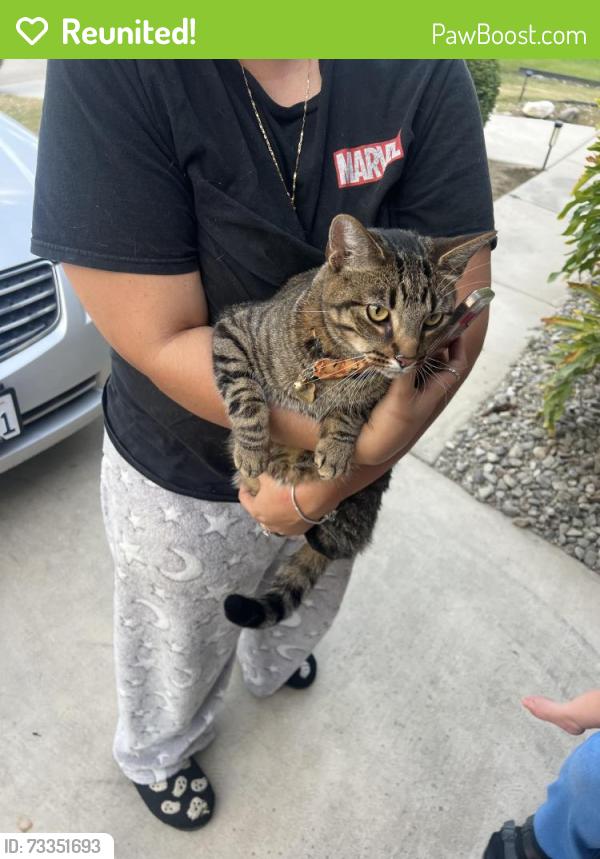 Reunited Male Cat last seen High Peaks Drive, Bridge Creek Ave, Bakersfield, CA 93313