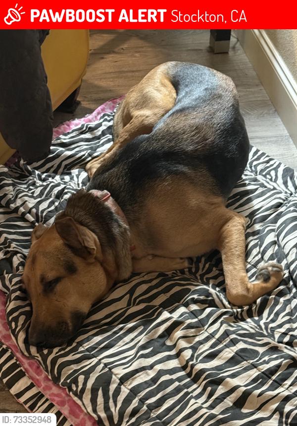 Lost Female Dog last seen Rivera, 7-11, auto parts, taco truck, Stockton, CA 95207