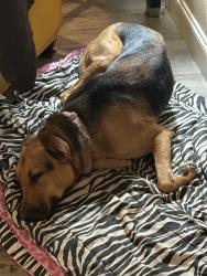 Lost Female Dog last seen Rivera, 7-11, auto parts, taco truck, Stockton, CA 95207