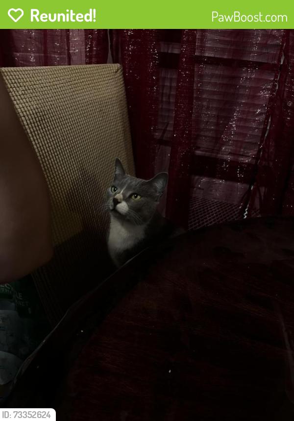 Reunited Female Cat last seen Near Apollo cir, Round Rock, TX 78664