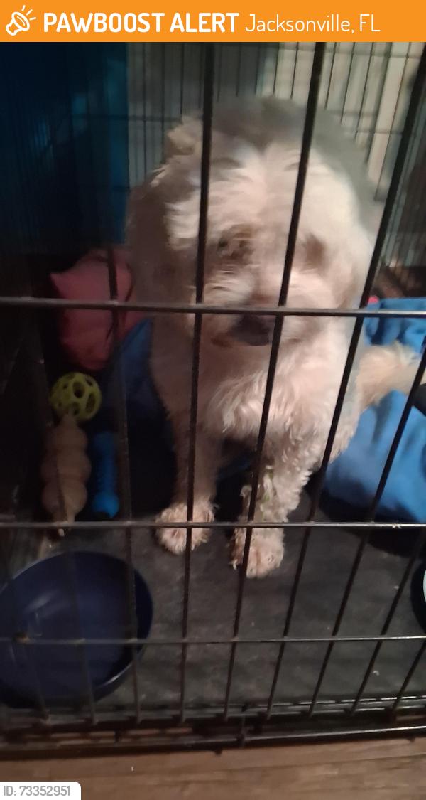 Found/Stray Male Dog last seen Crystal Springs Road and Blair, Jacksonville, FL 32221