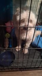 Found/Stray Male Dog last seen Crystal Springs Road and Blair, Jacksonville, FL 32221