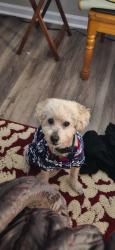Reunited Male Dog last seen Jefferson Park, East Point, GA 30344
