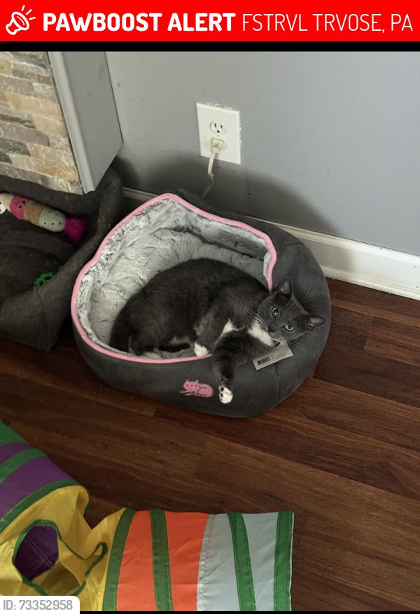 Lost Female Cat last seen Colonial Point apmts, FSTRVL TRVOSE, PA 19053