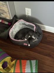 Lost Female Cat last seen Colonial Point apmts, FSTRVL TRVOSE, PA 19053