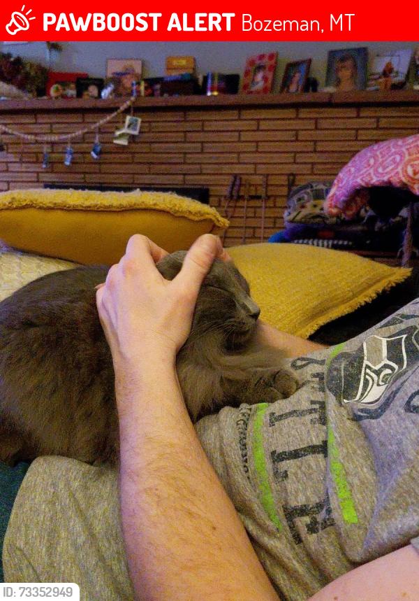 Lost Male Cat last seen 13th street, Bozeman, MT 59715