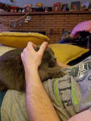 Lost Male Cat last seen 13th street, Bozeman, MT 59715
