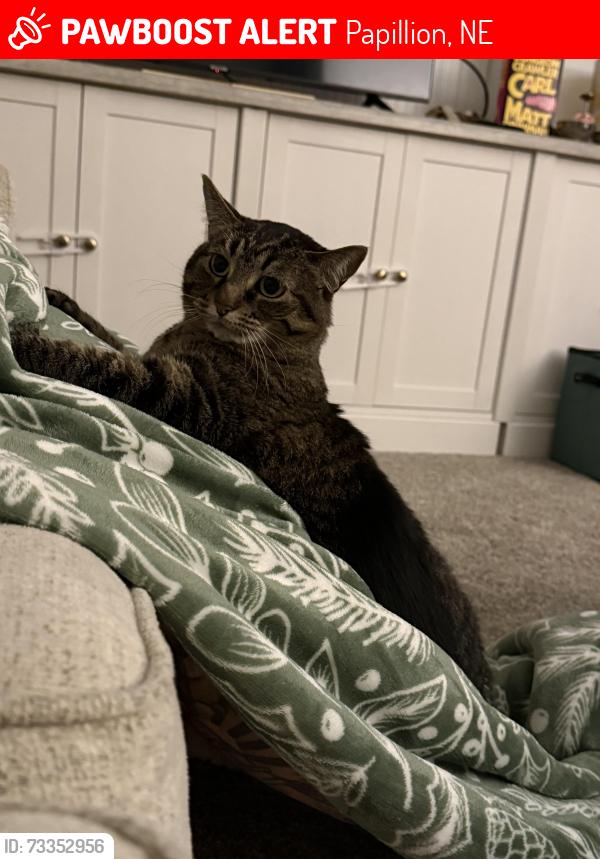 Lost Female Cat last seen Near Papillion La Vista High School, Papillion, NE 68046