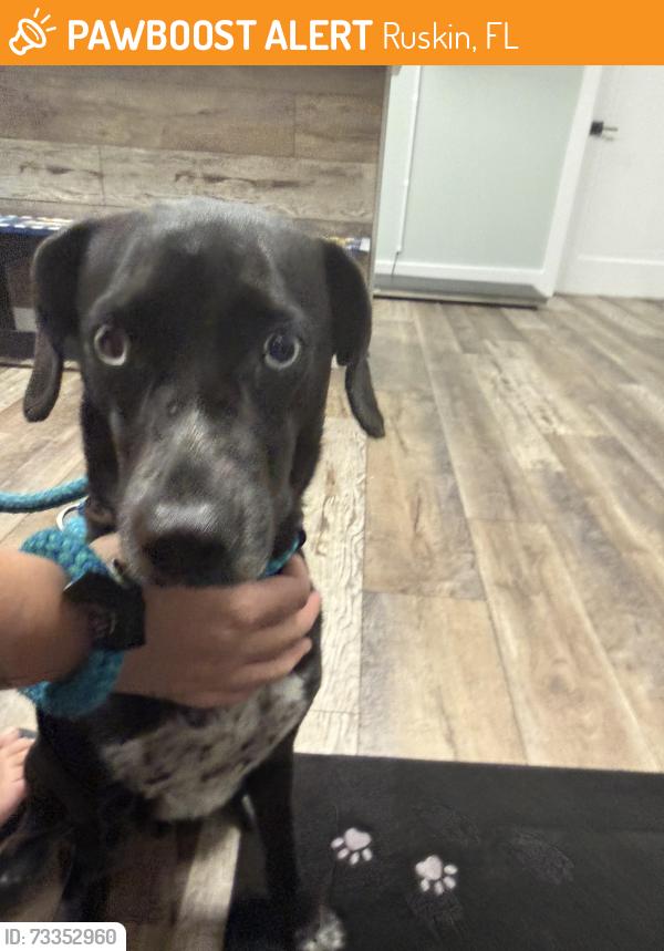 Found/Stray Male Dog last seen E she’ll point rd near interchange, Ruskin, FL 33570