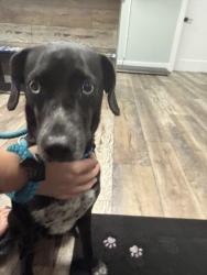 Found/Stray Male Dog last seen E she’ll point rd near interchange, Ruskin, FL 33570