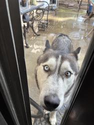 Found/Stray Male Dog last seen Near North Broadway Chula Vista, Chula Vista, CA 91912
