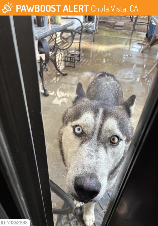 Found/Stray Male Dog last seen Near North Broadway Chula Vista, Chula Vista, CA 91912