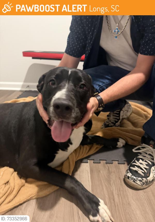 Found/Stray Female Dog last seen Carries Lane Rd, Longs, SC 29568