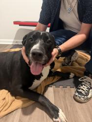 Found/Stray Female Dog last seen Carries Lane Rd, Longs, SC 29568