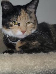 Reunited Female Cat last seen Southwood Ave, Sunnyvale, CA 94086
