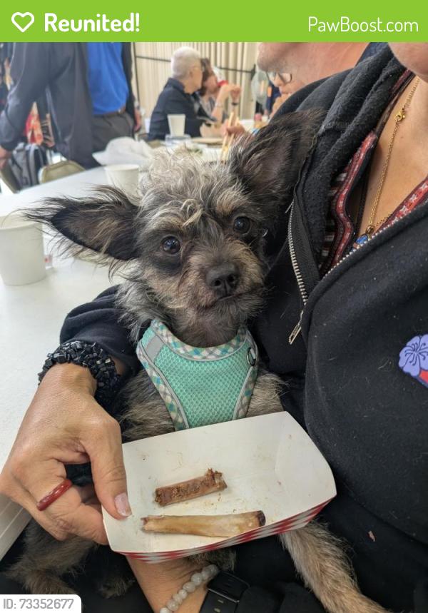 Reunited Female Dog last seen Near Laguna St San Francisco, CA 94115 United States, San Francisco, CA 94115