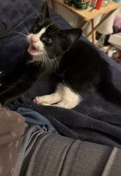 Found/Stray Male Cat last seen Near NE Park and Tess, Salem, OR 97301