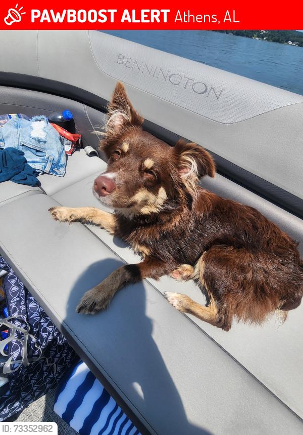 Lost Female Dog last seen East Limestone Rd near Copeland, Athens, AL 35613