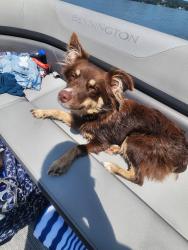 Lost Female Dog last seen East Limestone Rd near Copeland, Athens, AL 35613