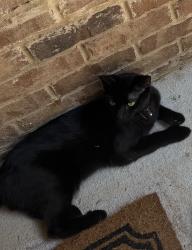 Lost Male Cat last seen Baylor Circle McDonough GA, McDonough, GA 30253