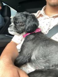 Lost Female Dog last seen Chase Bank, Pizza Hut area, Odessa, TX 79762