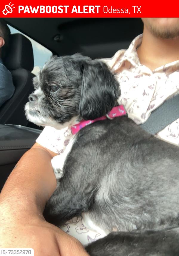 Lost Female Dog last seen Chase Bank, Pizza Hut area, Odessa, TX 79762