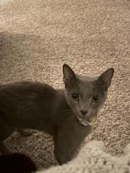Found/Stray Unknown Cat last seen Bishop hill apmts, Clifton Heights, PA 19018
