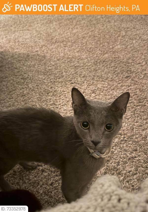 Found/Stray Unknown Cat last seen Bishop hill apmts, Clifton Heights, PA 19018
