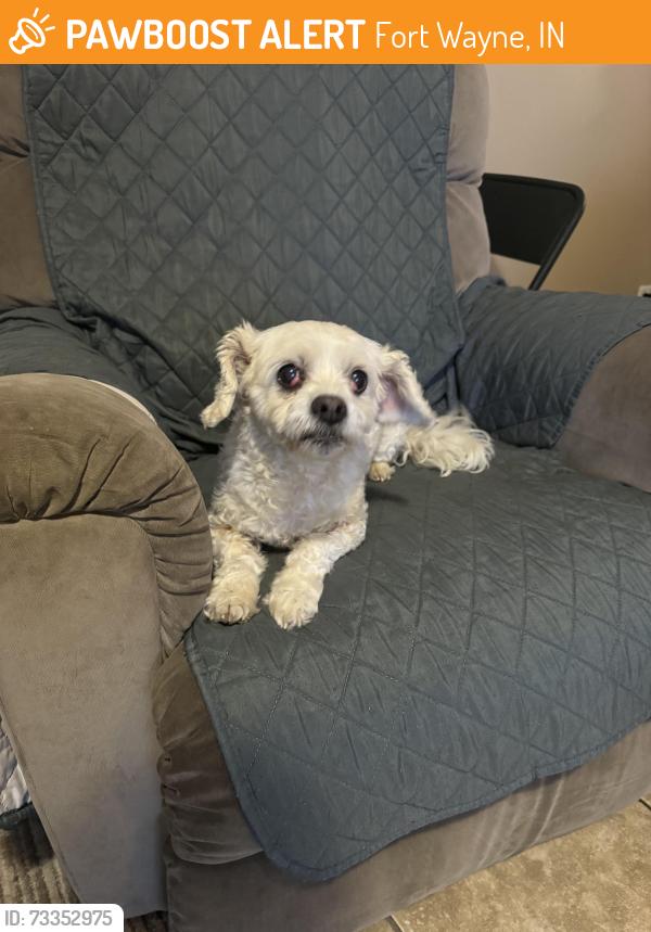 Found/Stray Female Dog last seen Near E Pettit Ave, Fort Wayne, IN 46806, Fort Wayne, IN 46806