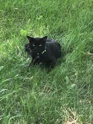 Lost Male Cat last seen Del Rey, Colorado Springs, CO 80918
