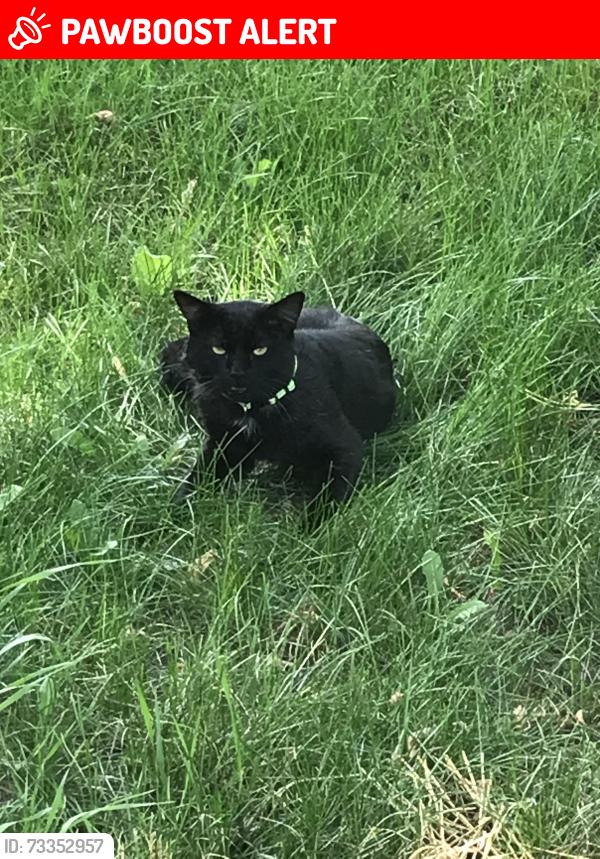 Lost Male Cat last seen Del Rey, Colorado Springs, CO 80918