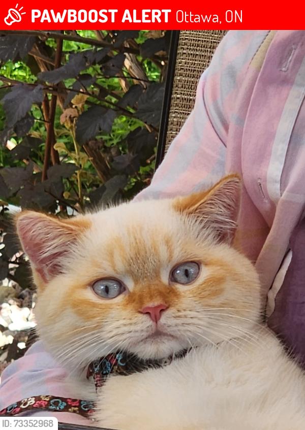 Lost Male Cat last seen Malkowski street, Ottawa, ON 