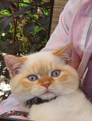 Lost Male Cat last seen Malkowski street, Ottawa, ON 
