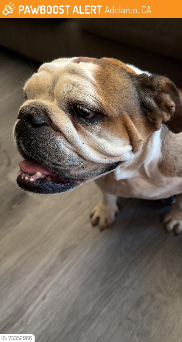 Found/Stray Unknown Dog last seen Air expressway blvd, Adelanto, CA 92301
