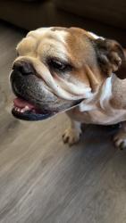 Found/Stray Unknown Dog last seen Air expressway blvd, Adelanto, CA 92301