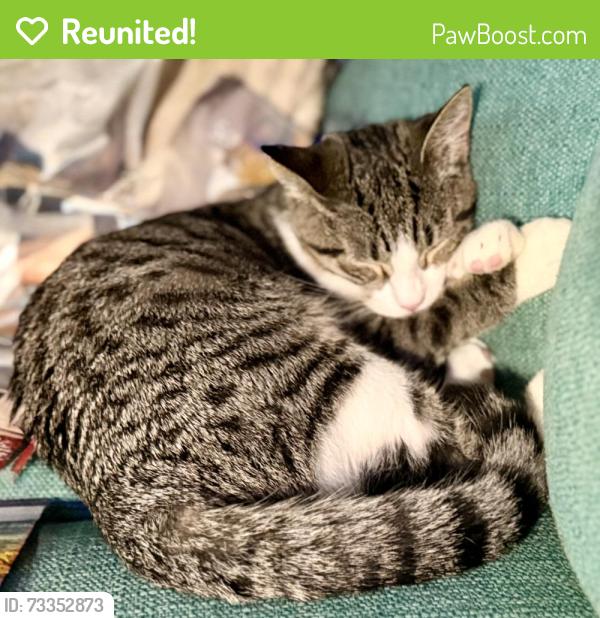 Reunited Female Cat last seen Sioux Dr, Jacksonville, NC 28540