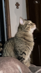 Reunited Male Cat last seen Near S. Hannibal st Aurora CO. 80013, Aurora, CO 80013