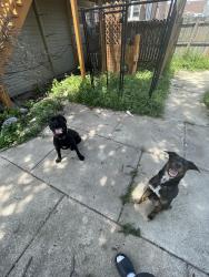 Reunited Male Dog last seen S Hamlin ave, Chicago, IL 60632