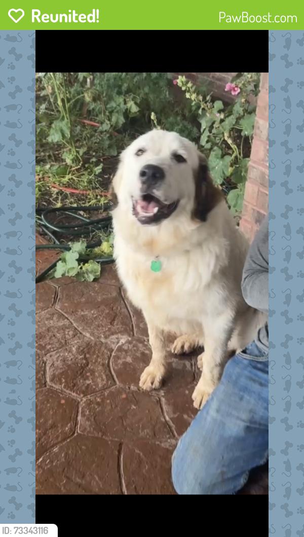 Reunited Male Dog last seen By WCR 121, Midland, TX 79706