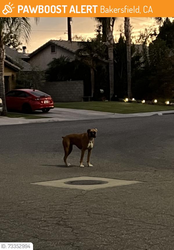 Found/Stray Unknown Dog last seen Panama, Bakersfield, CA 93313