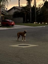 Found/Stray Unknown Dog last seen Panama, Bakersfield, CA 93313