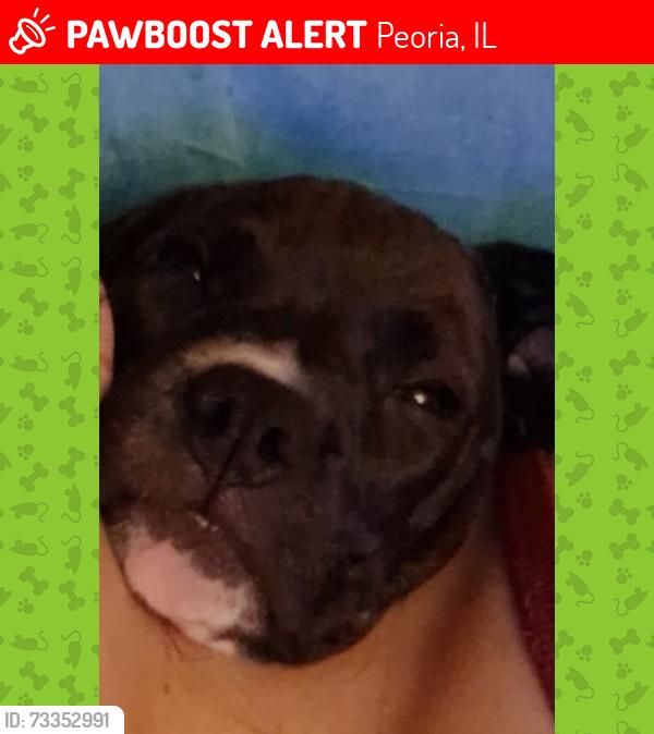 Lost Male Dog last seen Grizwald and Humboldt, Peoria, IL 61605