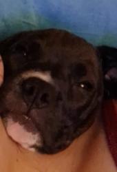 Lost Male Dog last seen Grizwald and Humboldt, Peoria, IL 61605