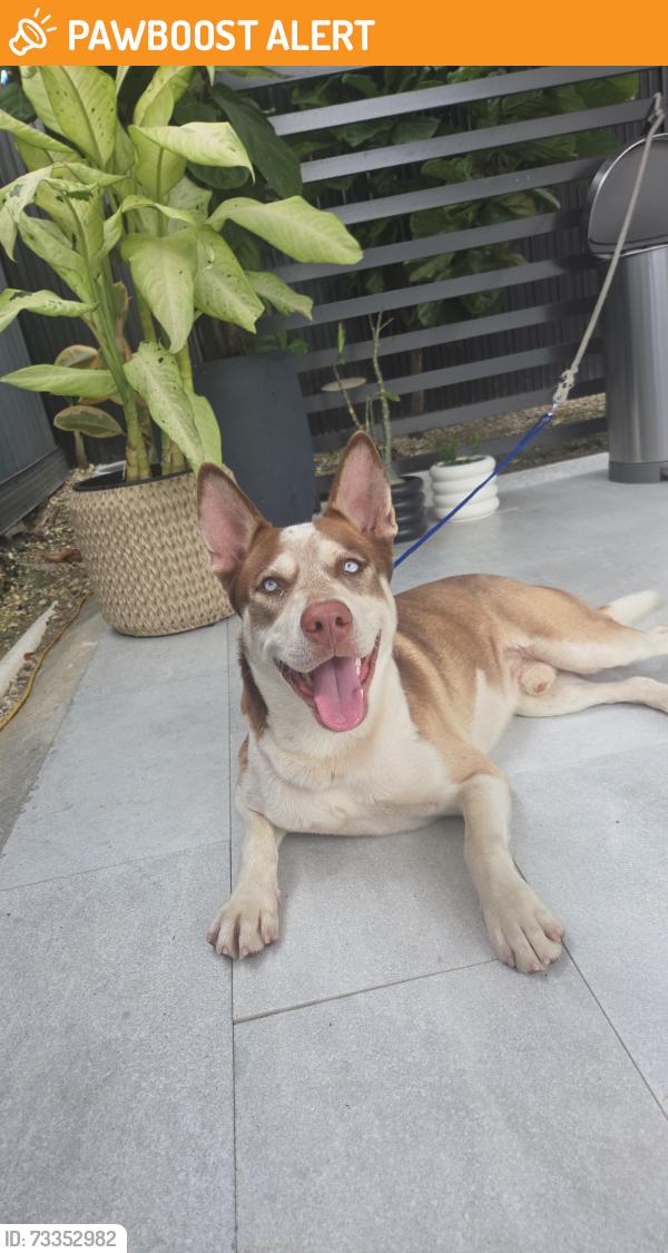 Found/Stray Male Dog last seen 232nd and 131st pl, Miami-Dade County, FL 33170