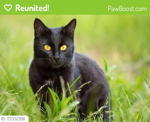 Reunited Female Cat last seen post oak tritt and sandy plains, near sprayberry high school, Marietta, GA 30062